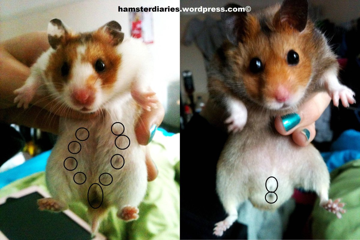 Хомяк мальчик и девочка