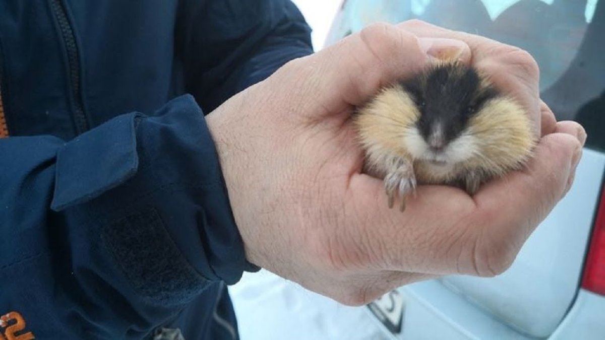 Хомяк рятуйте