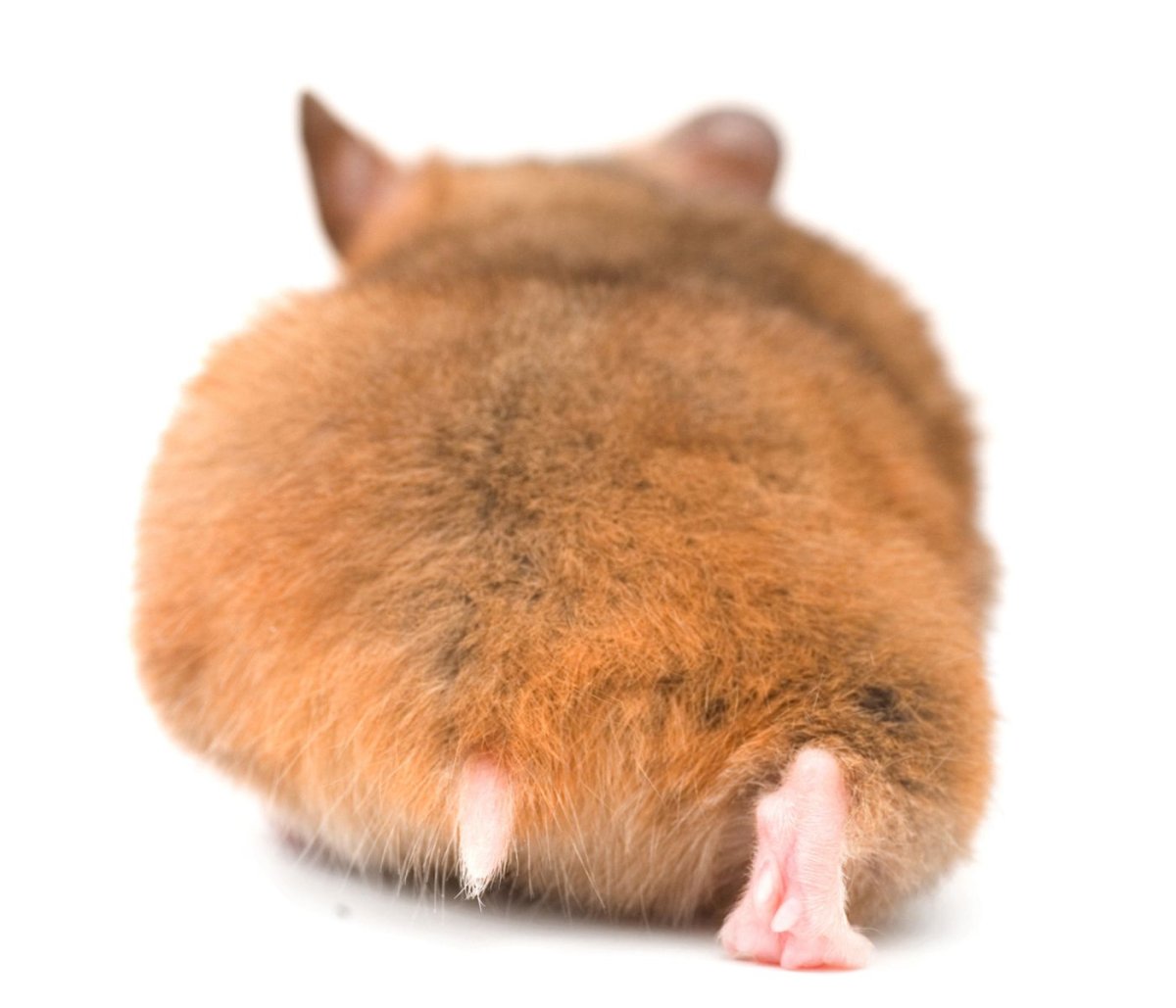 Обиженный хомяк