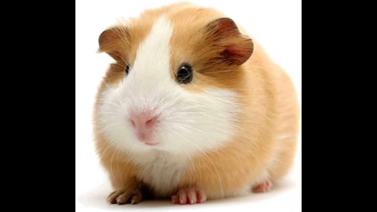 Спасибо за внимание хомяк