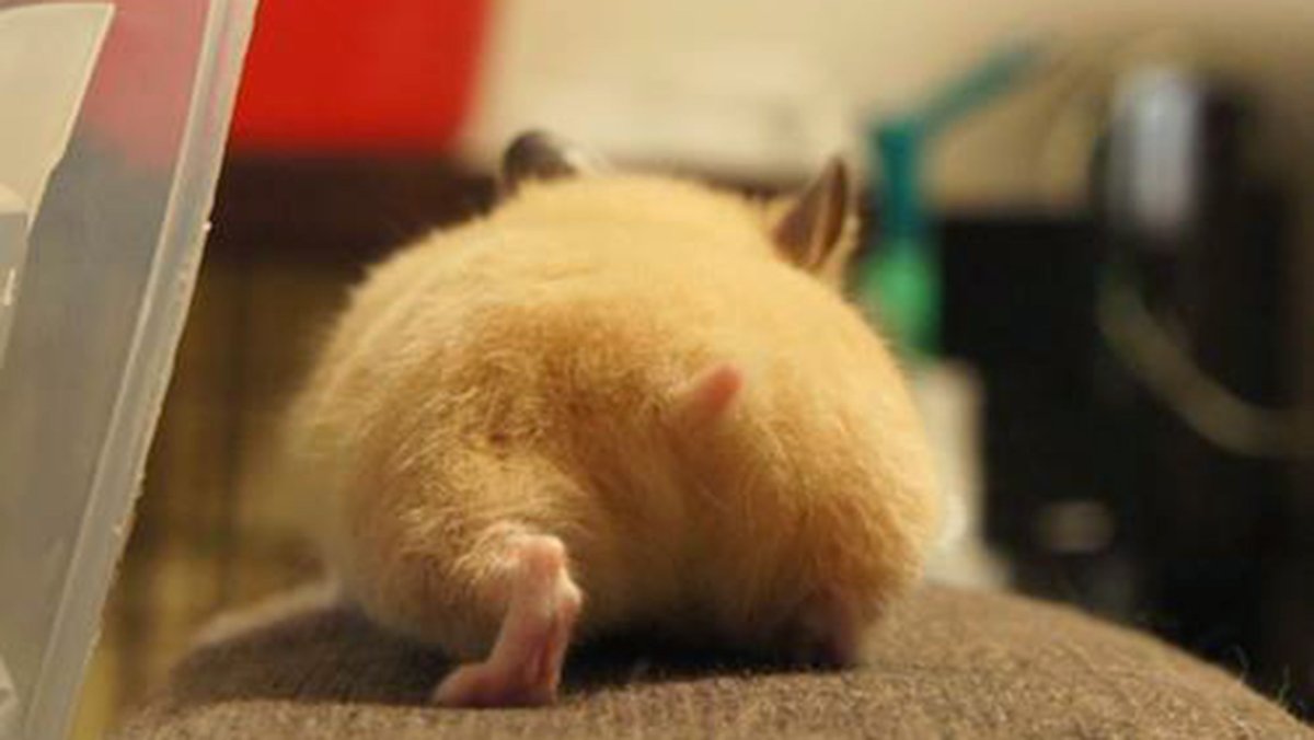 Попа хомяка