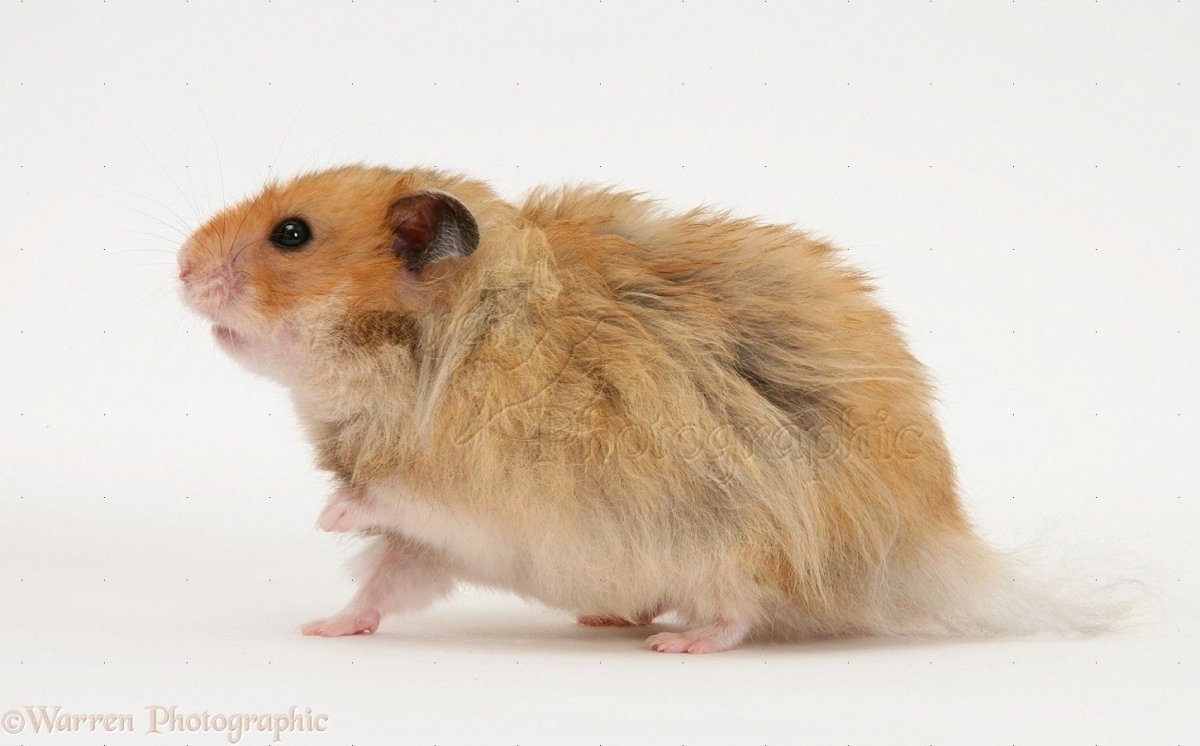 Хомяк в профиль