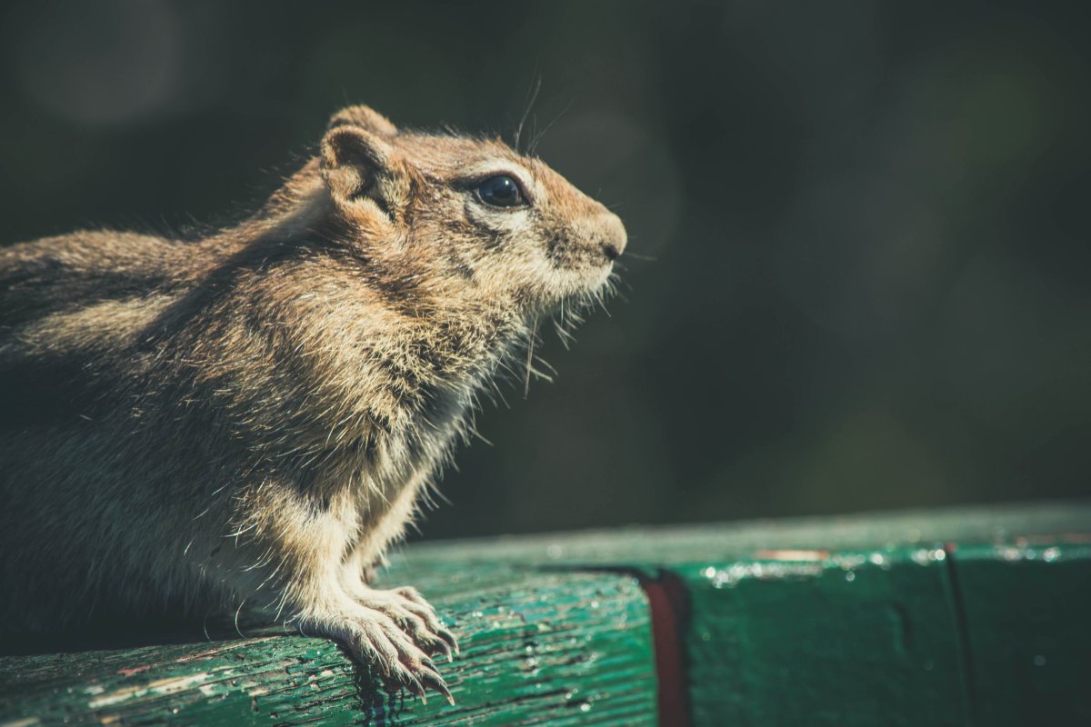 Сибирский бурундук