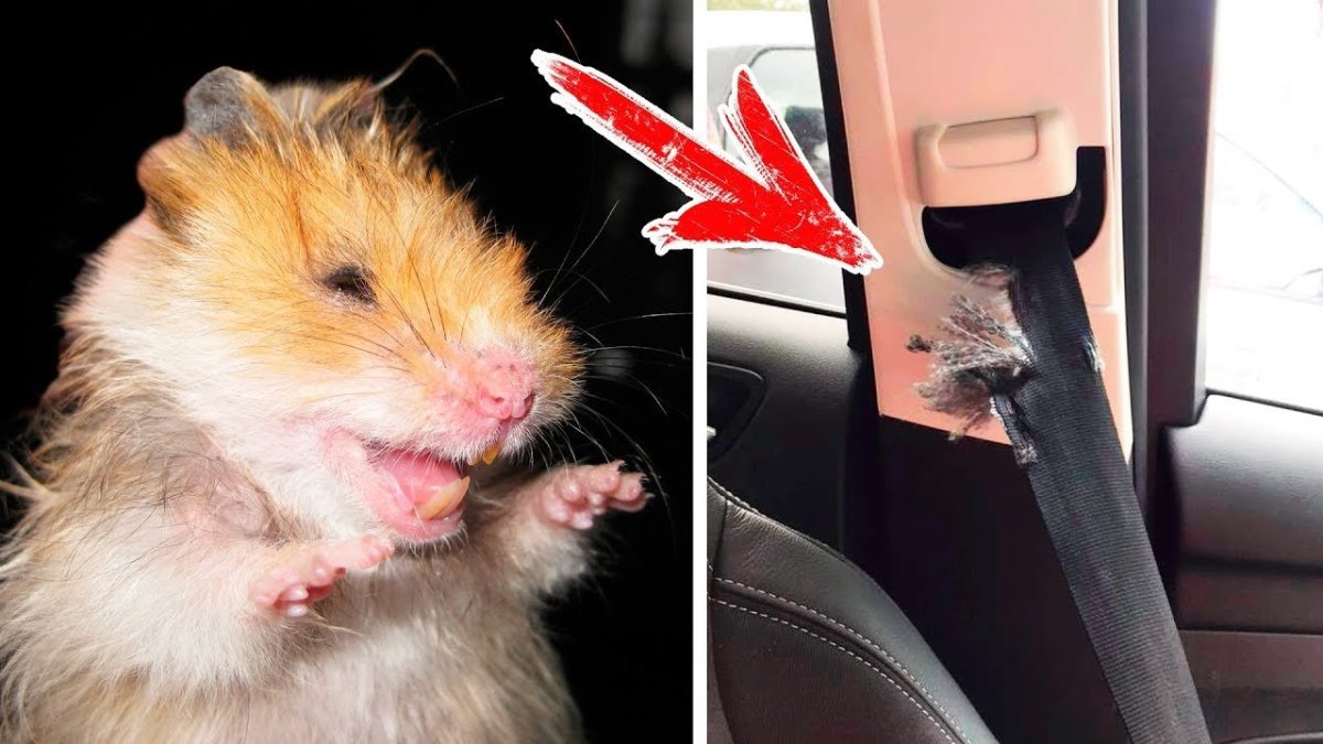 Хомяк за рулем