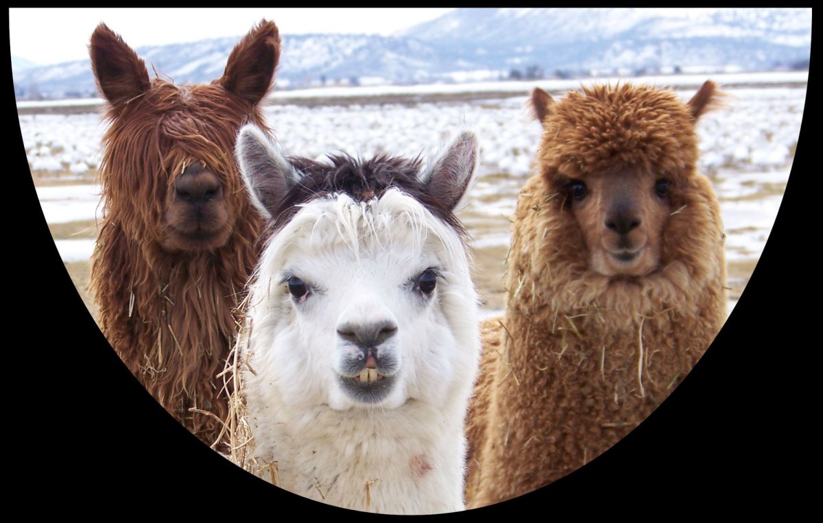 Три альпаки