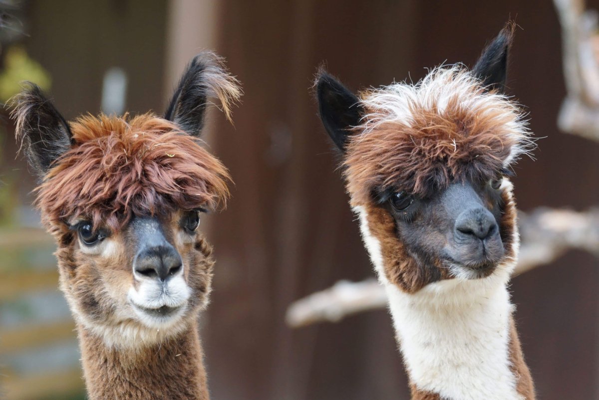 Аргентинский верблюдоид