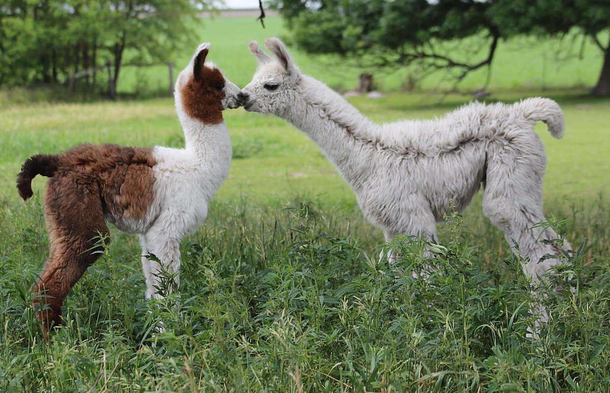 Альпака хвост