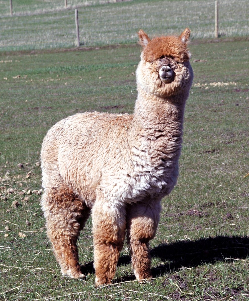 Альпака Джованни