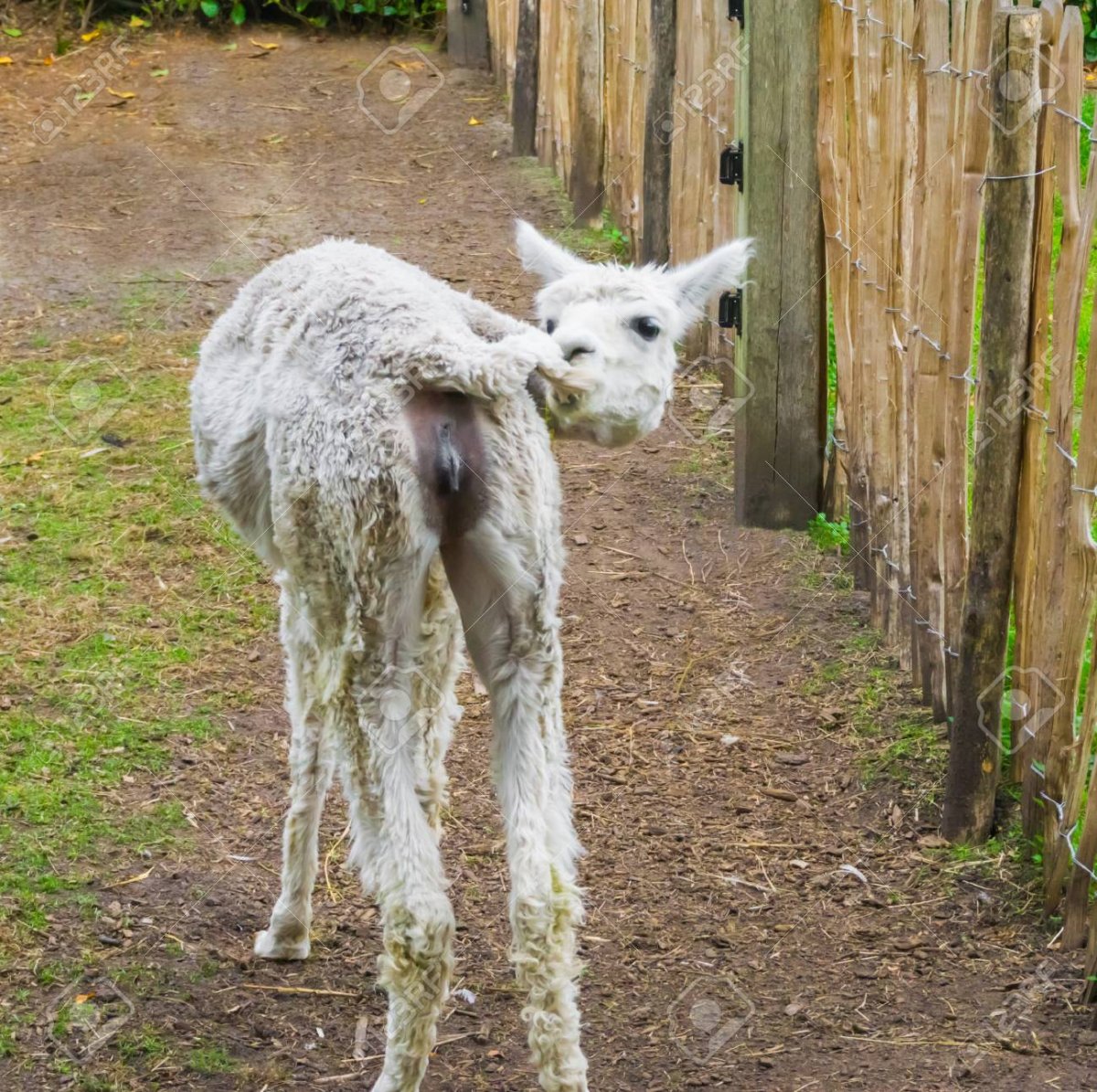 Половой орган самки ламы
