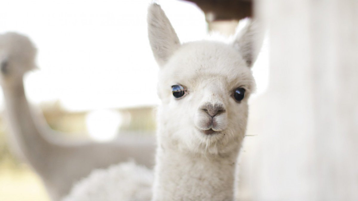 Детеныш ламы