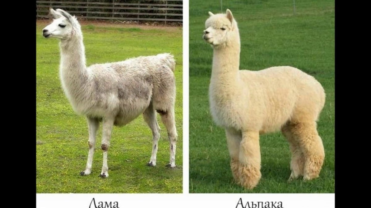 Лама альпака гуанако Викунья