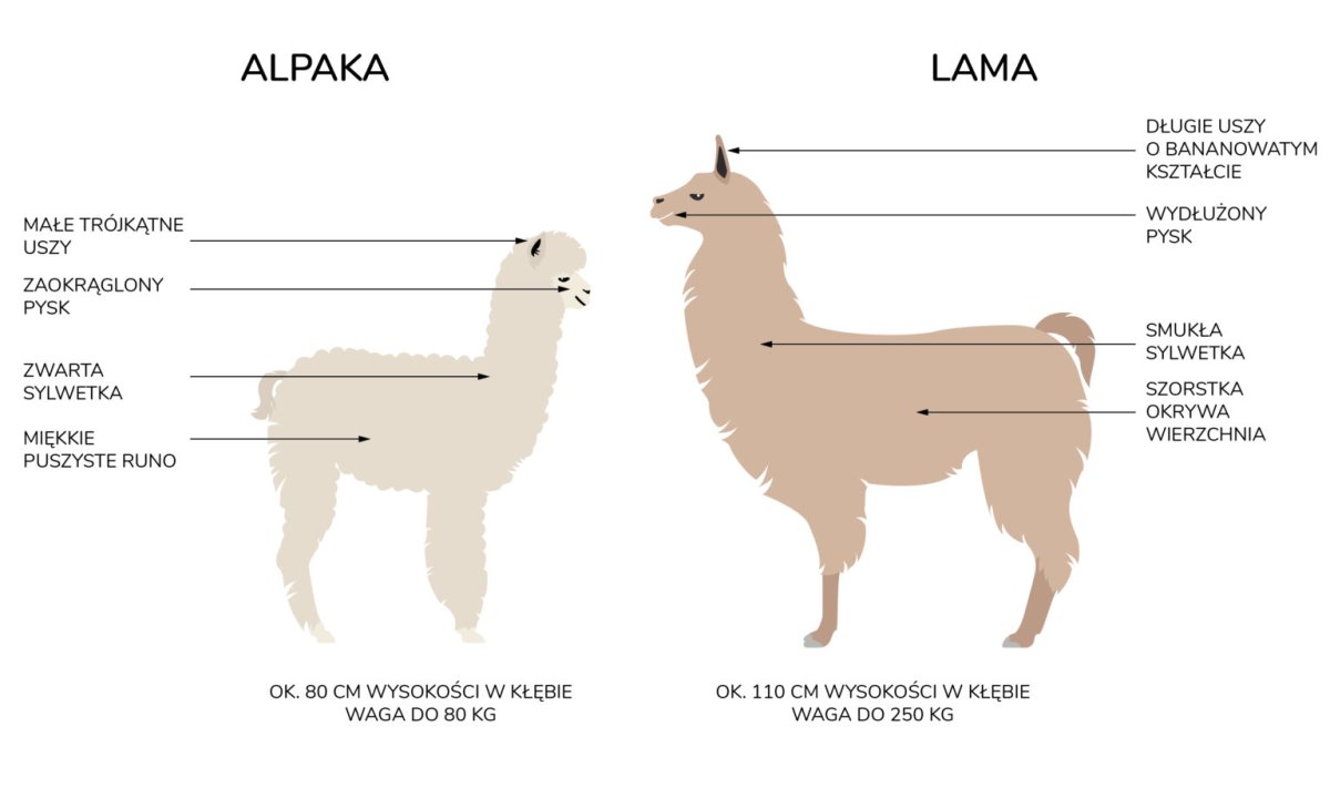 Лама альпака Викунья гуанако отличия