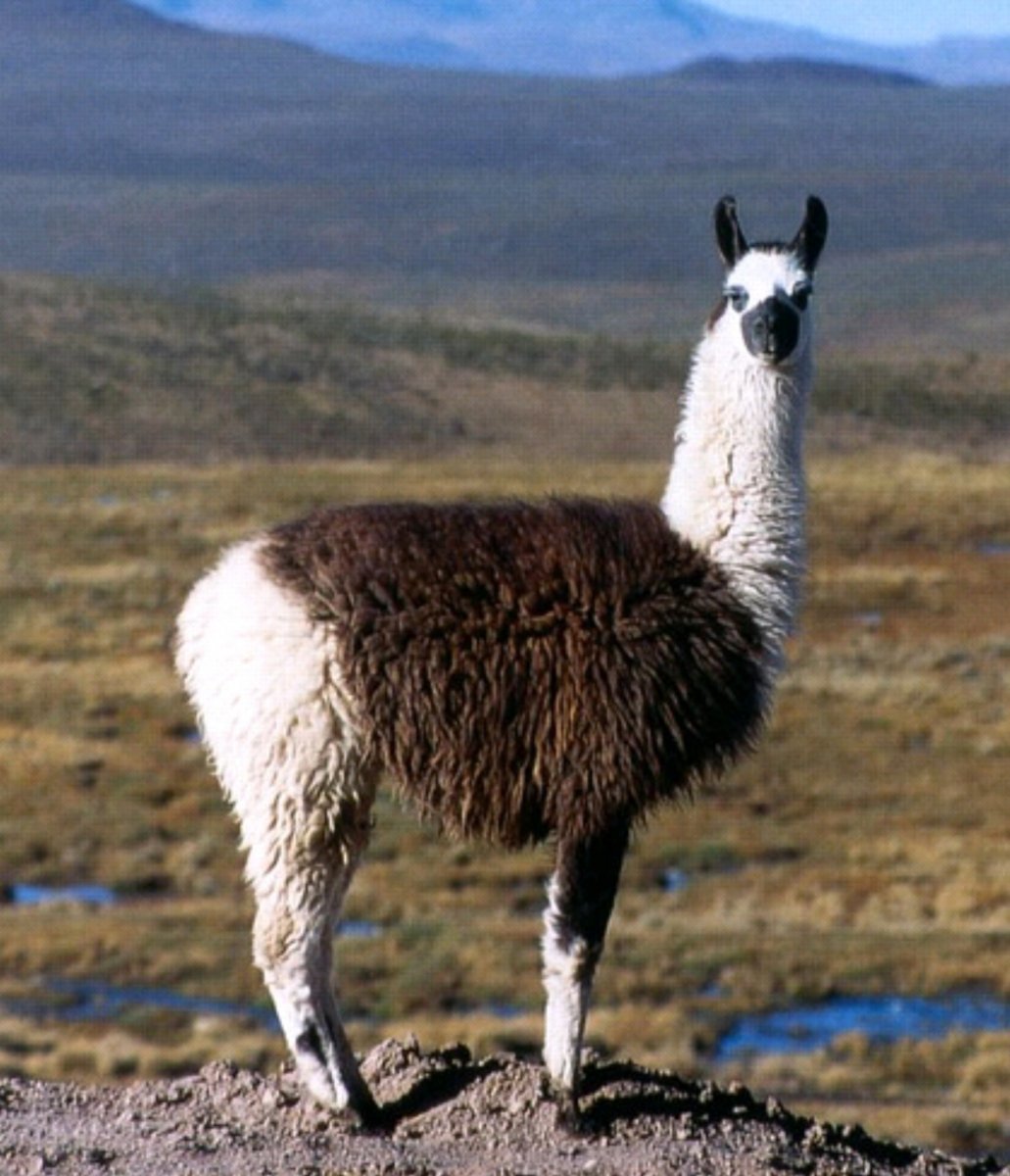 Лама гуанако в Южной Америке