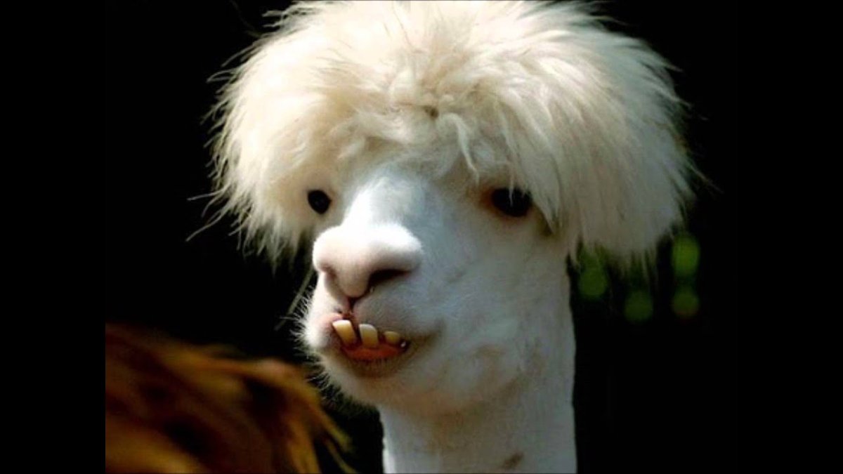 Лама красавчик