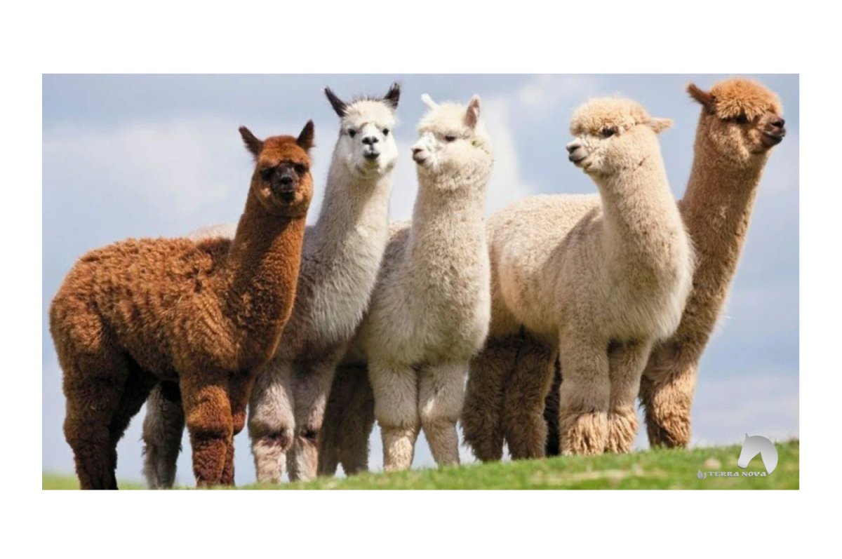 Бег альпаки