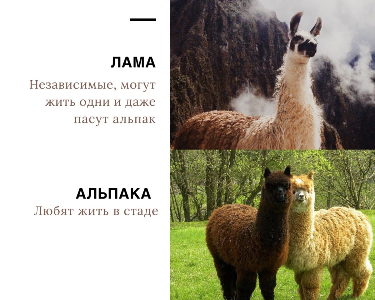 Лама , альпака , Викунья , гуанако различия