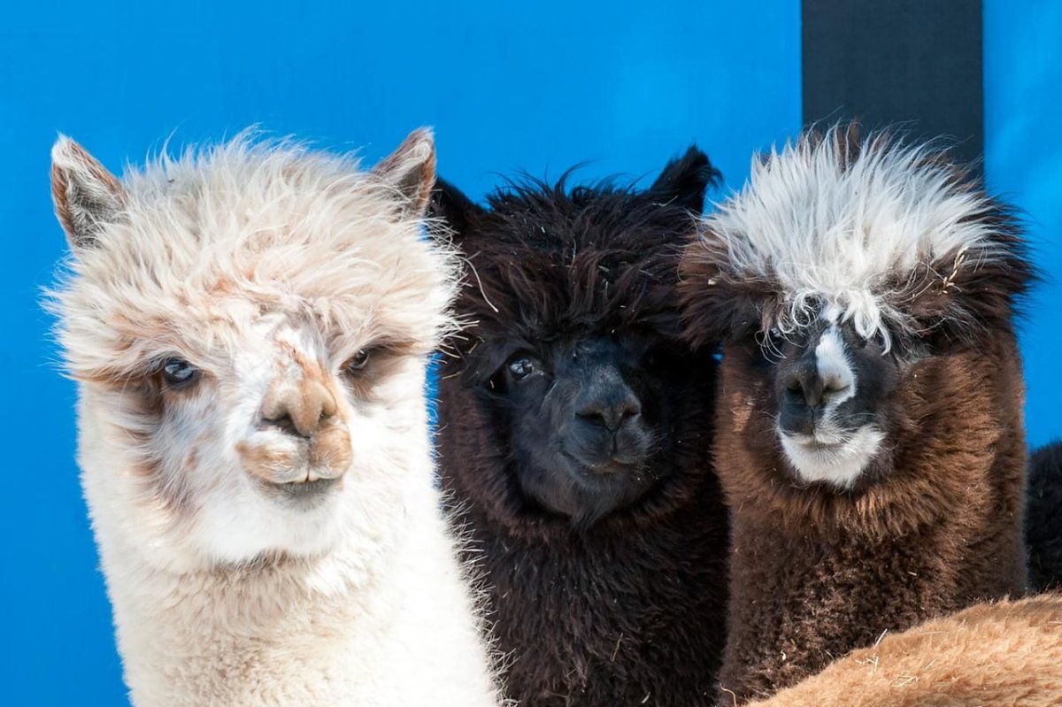 Альпака, вид ламы