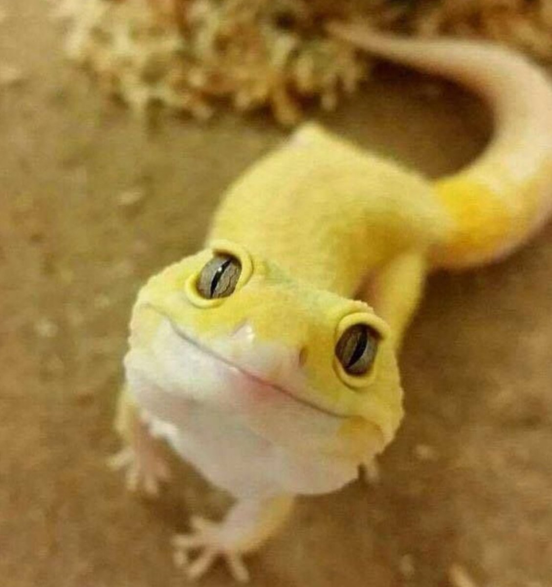 Геккон эублефар улыбается жёлтый