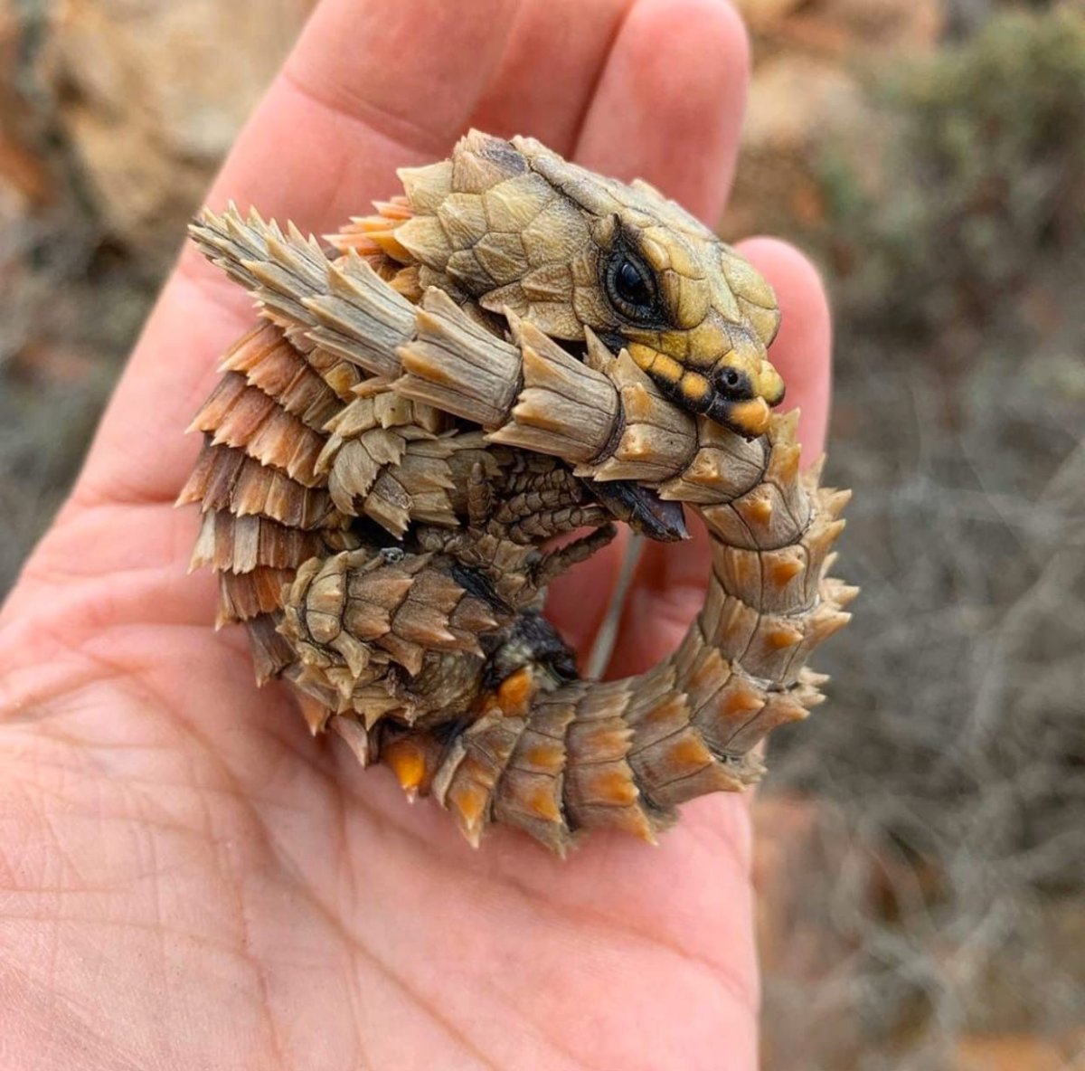 Поясохвост дракон