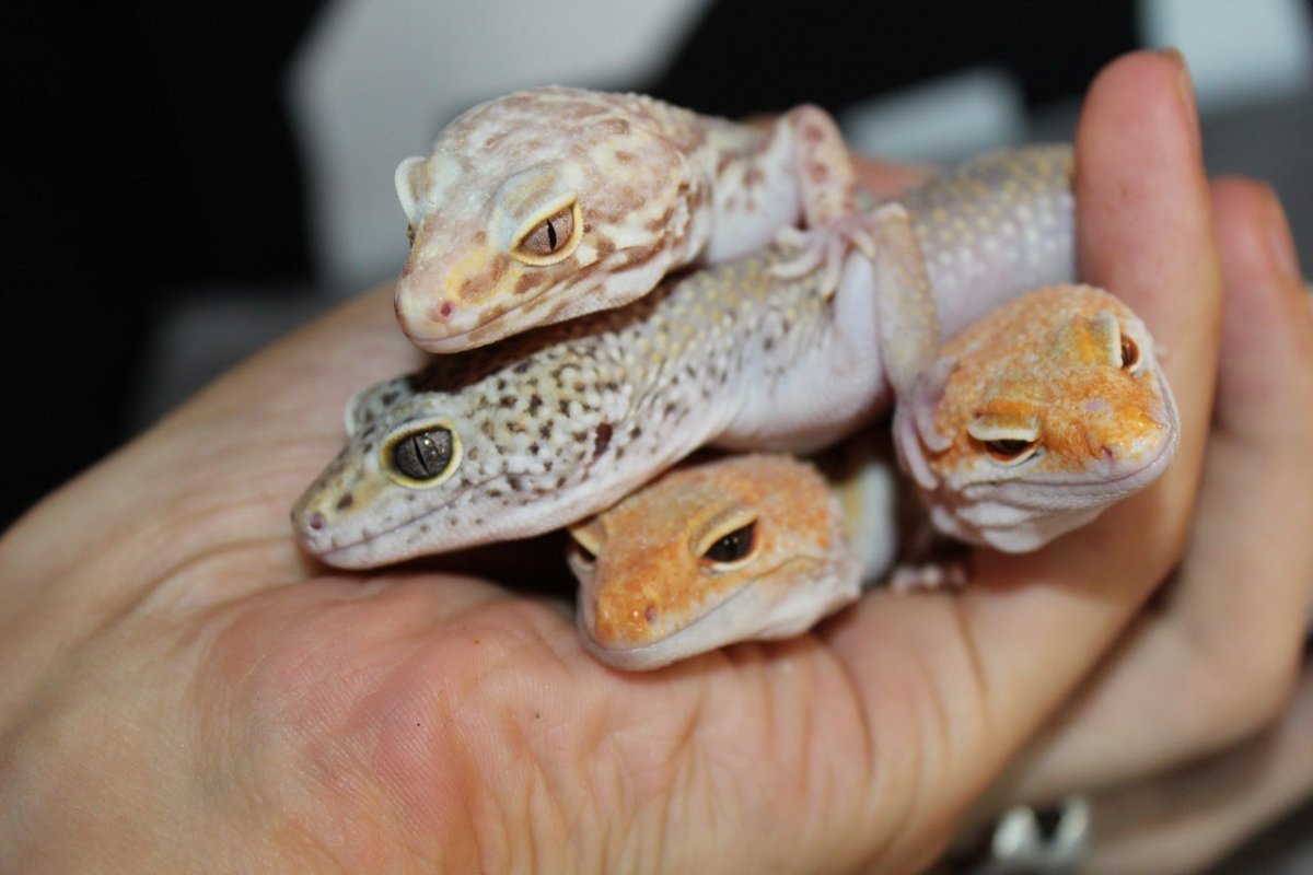 Пятнистый эублефар детëныш