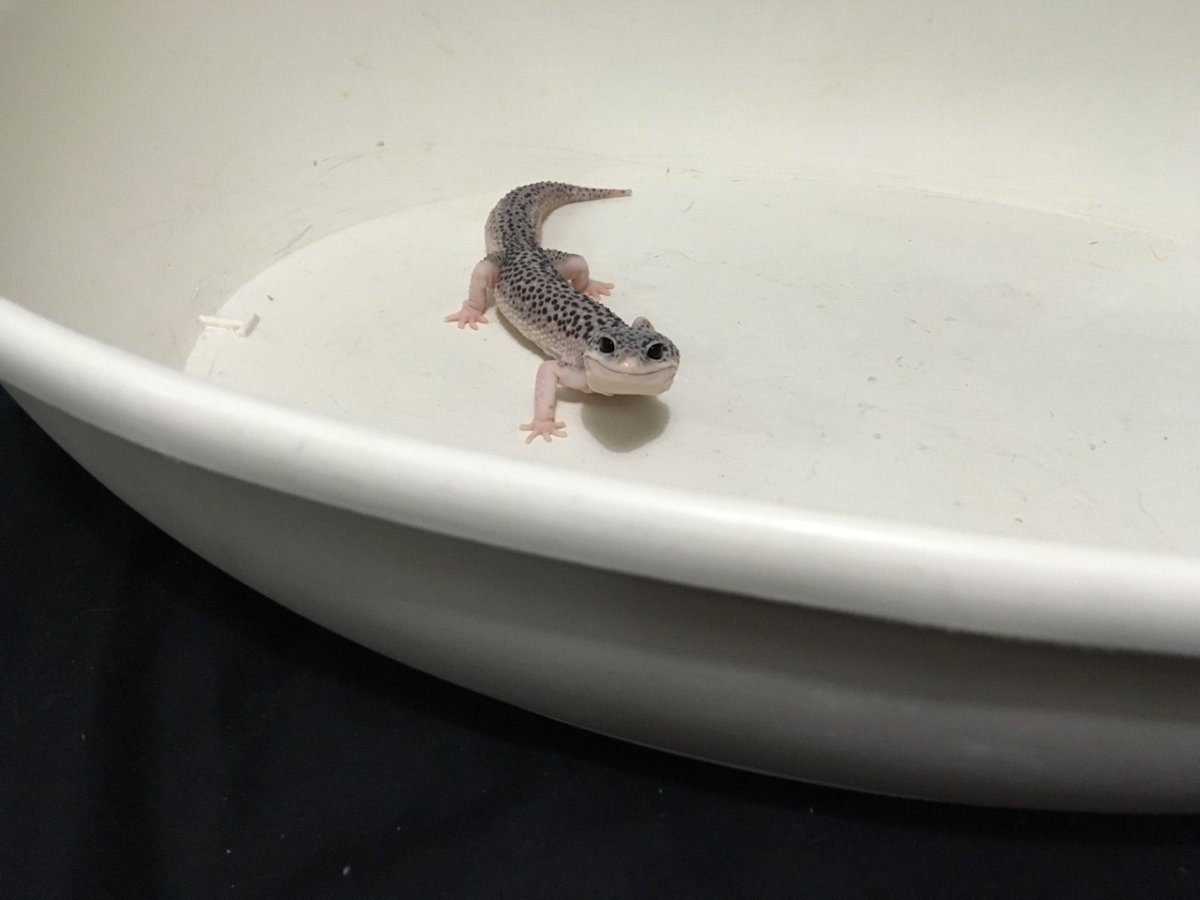 Ящерица эублефар