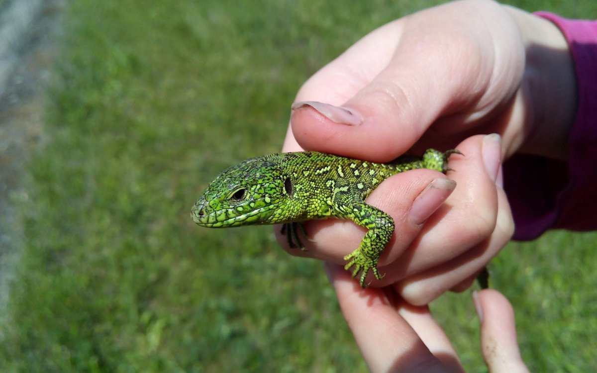 Ящерица Полевая