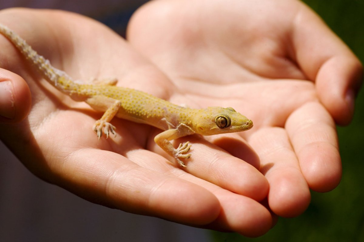 Желтая миленькая ящерка