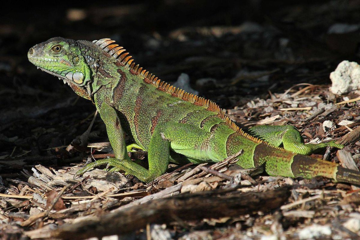 Масковая игуана