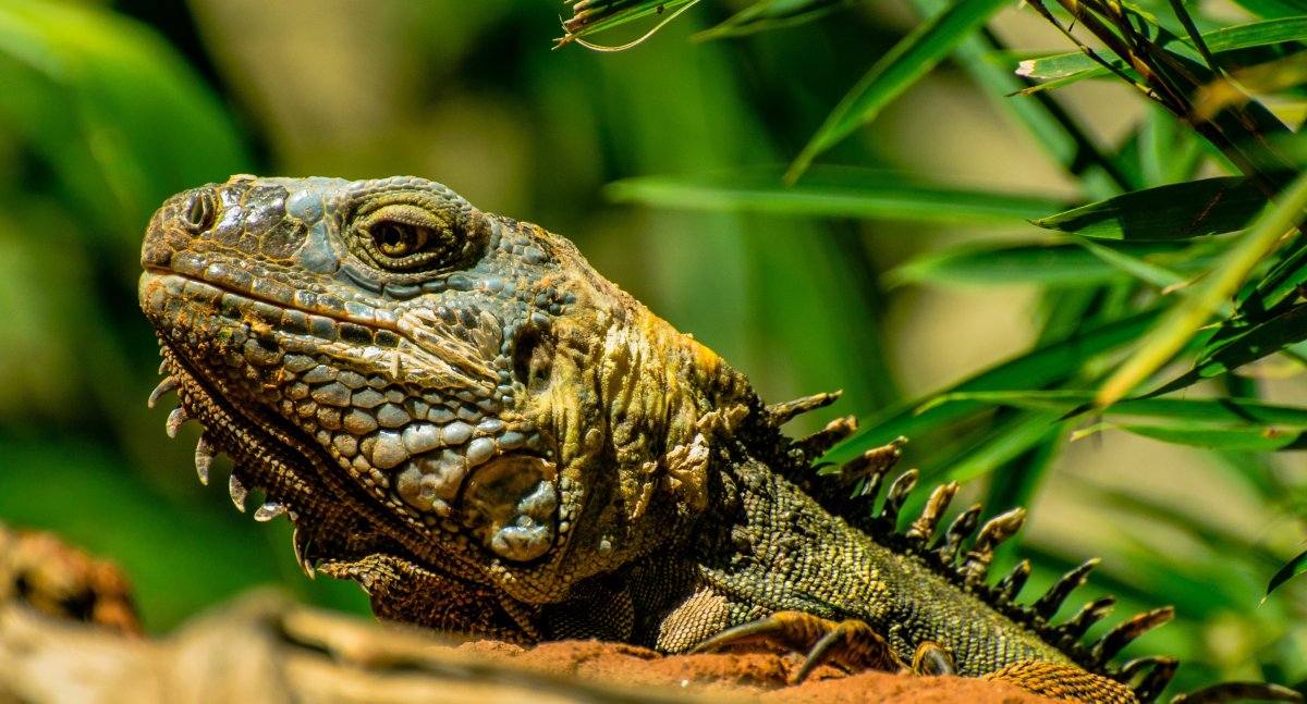 Игуаны Океании