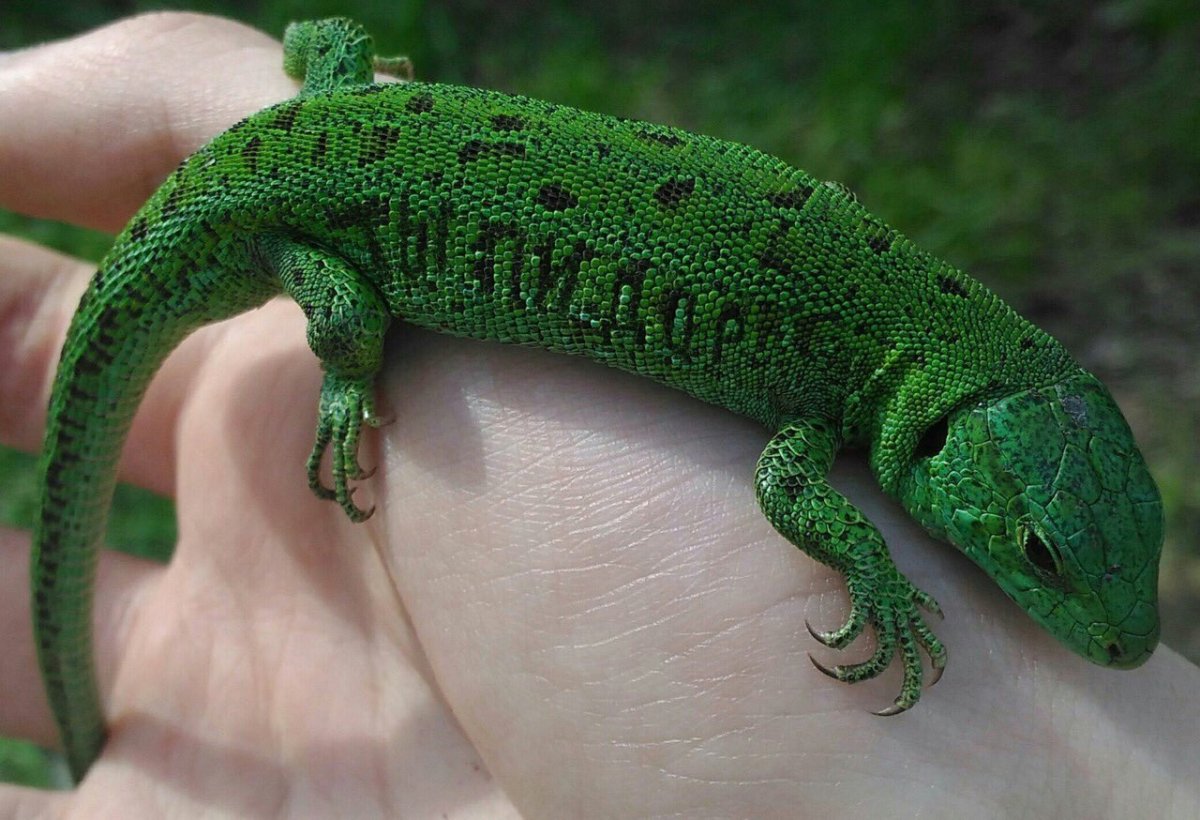 Зеленая прыткая ящерица