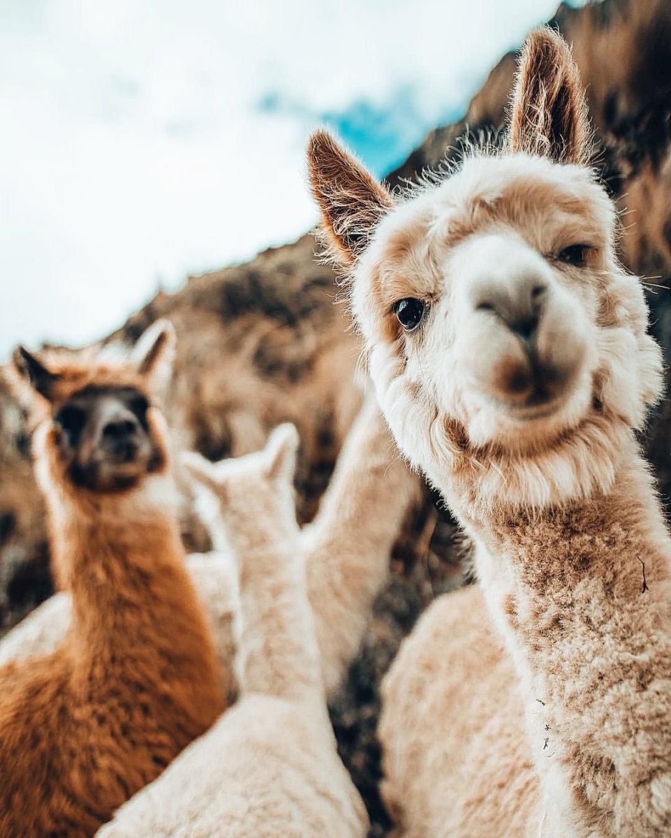 Лама альпака гуанако