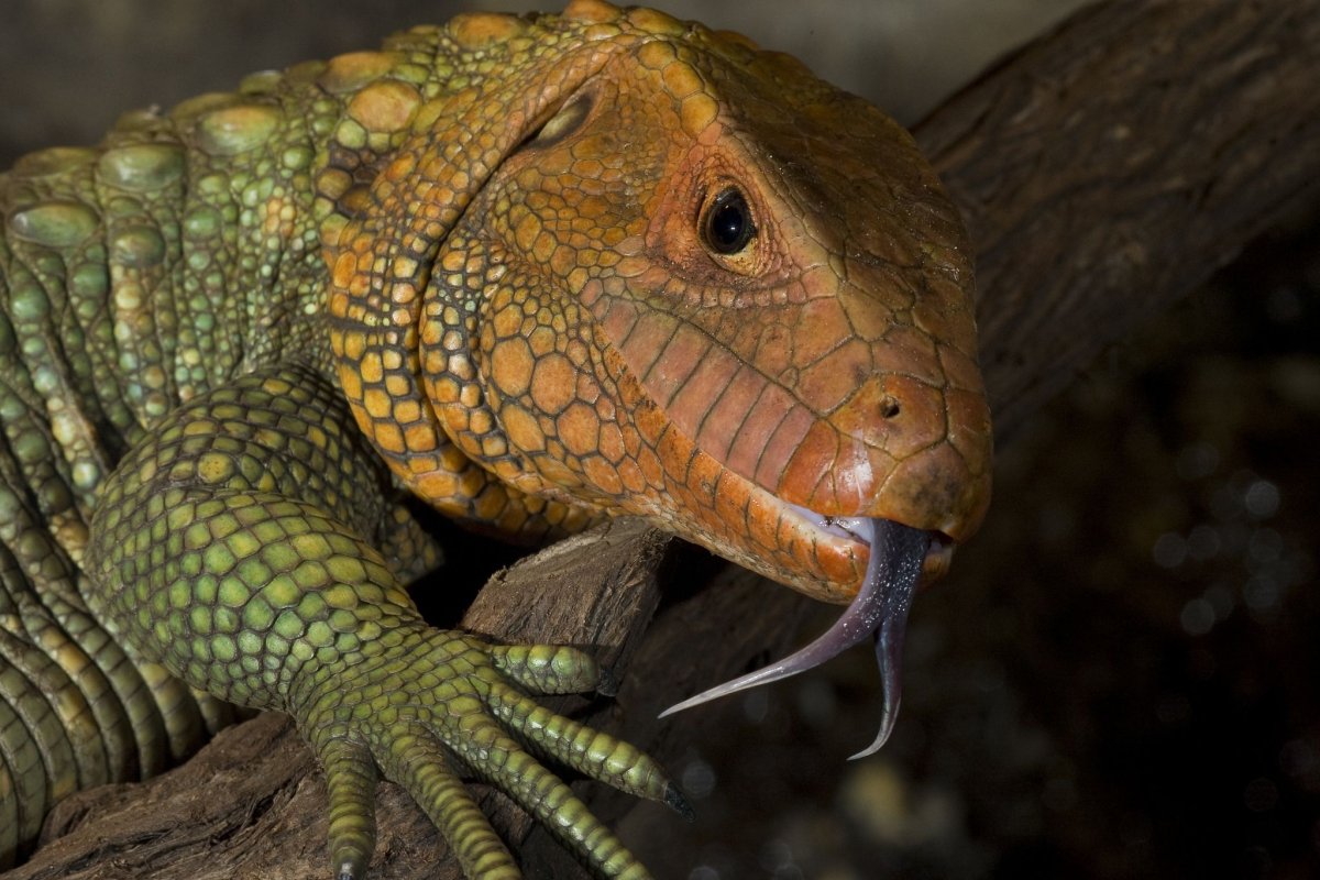 Caiman Lizard