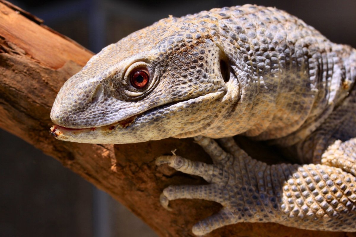 Степной (Капский) Варан