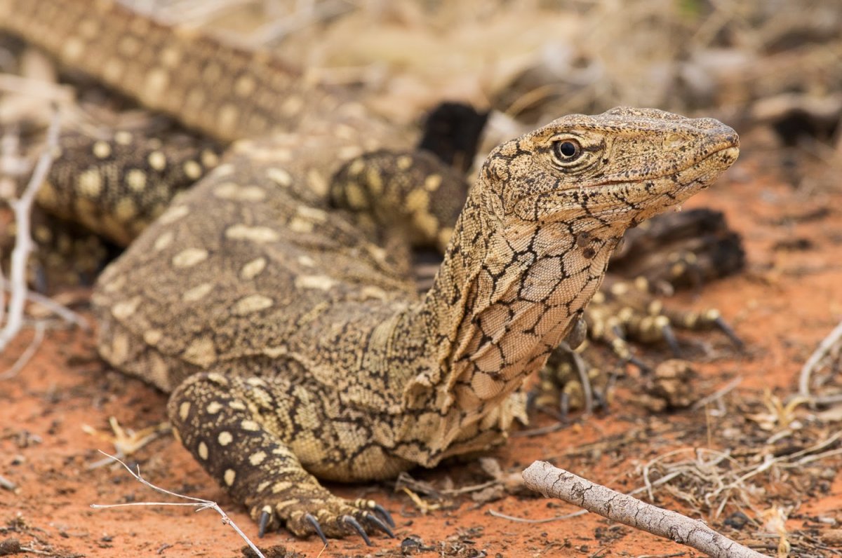 Австралийский гигантский Варан
