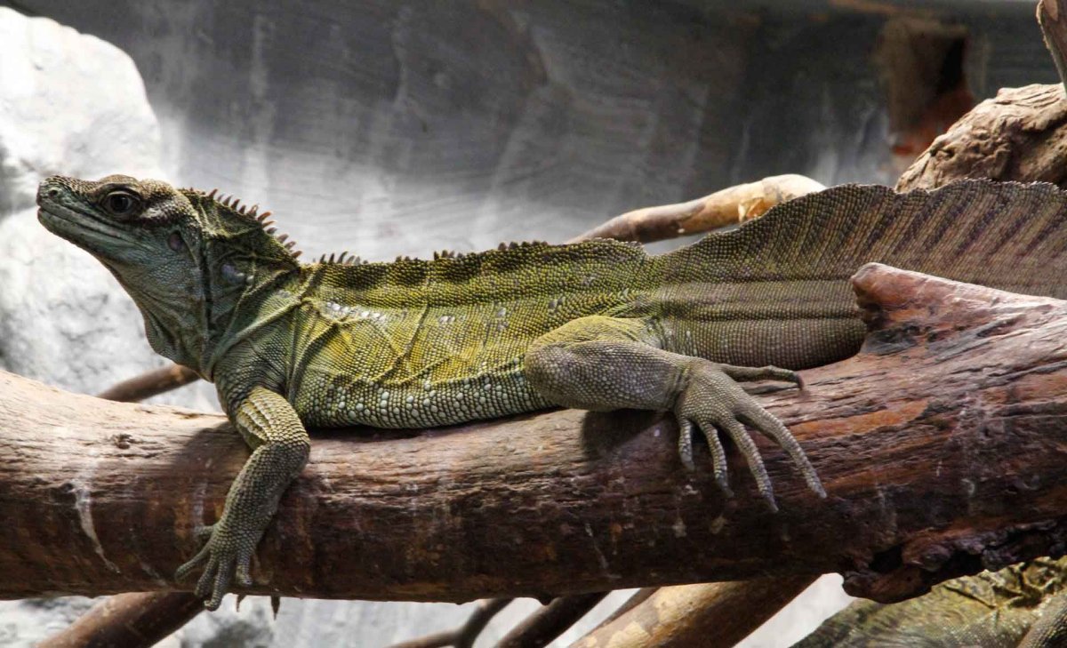 Парусная агама Hydrosaurus