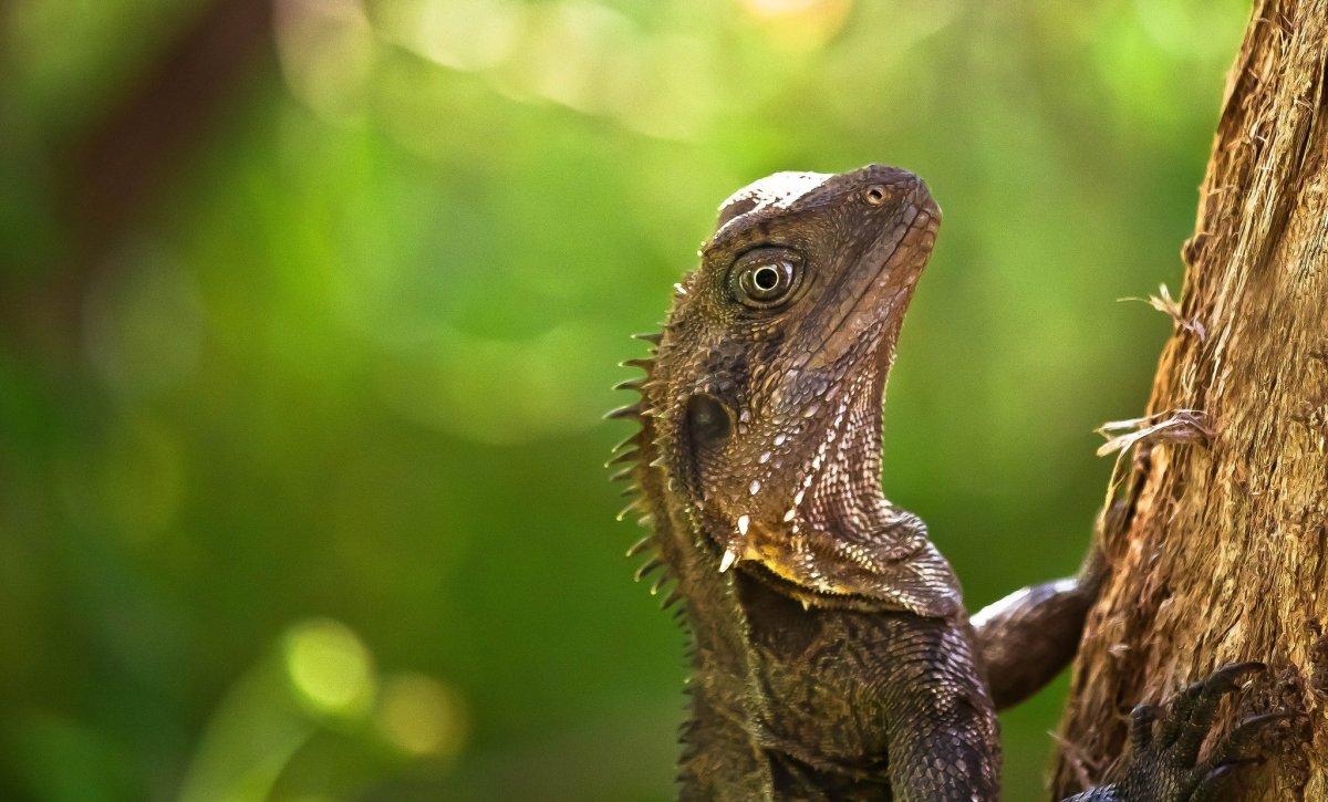 Удивленная ящерица