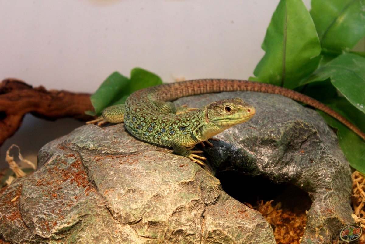 Террариум для ящерицы дракона