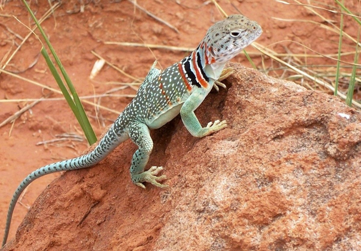 Ошейниковая игуана
