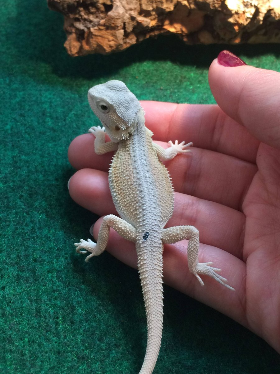 Игуана бородатая агама