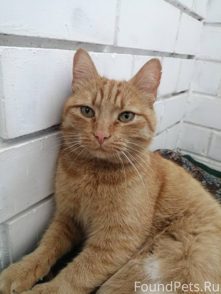 Персиковый кот порода метис