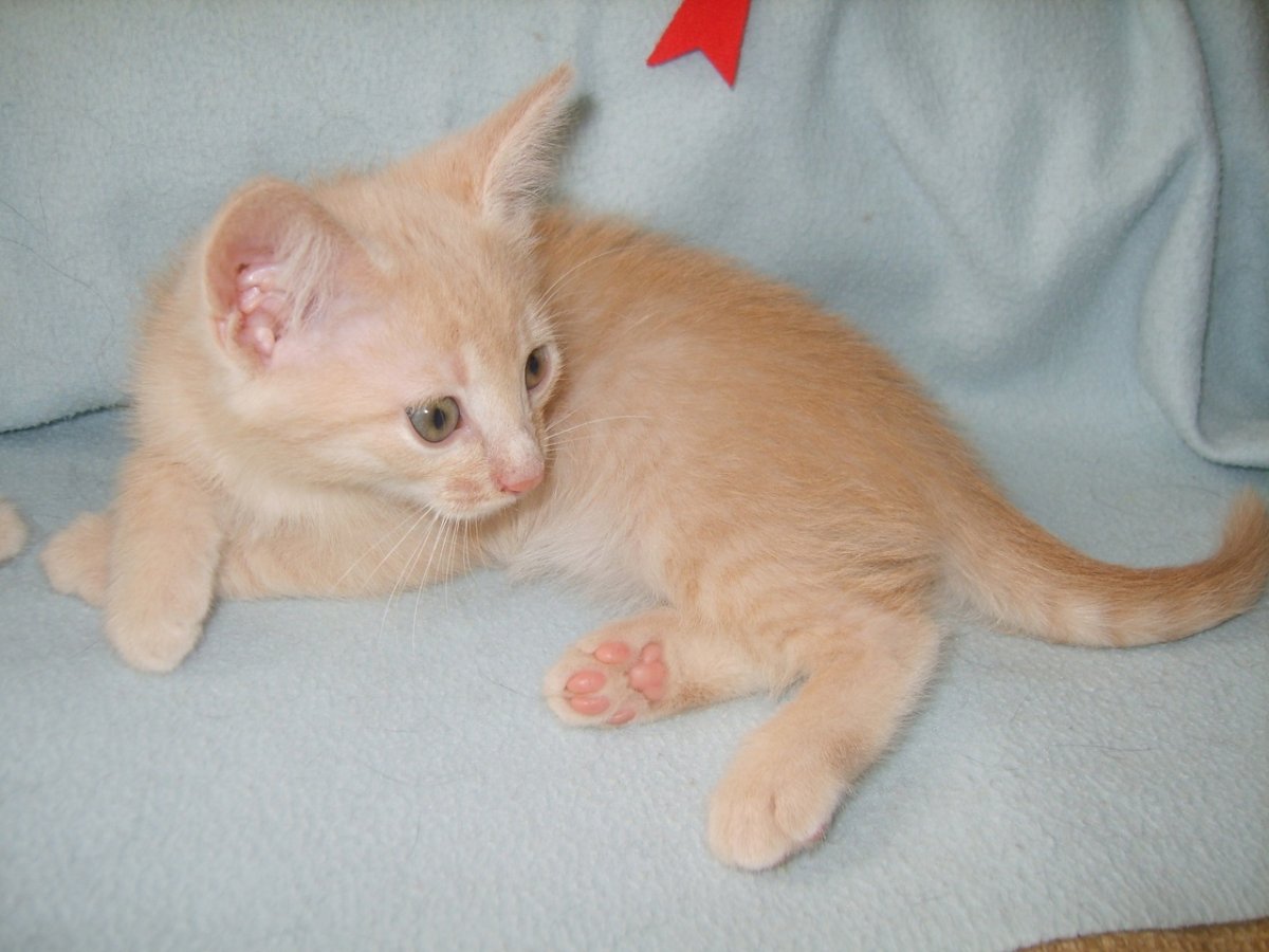 Сибирский гладкошерстный рыжий кот