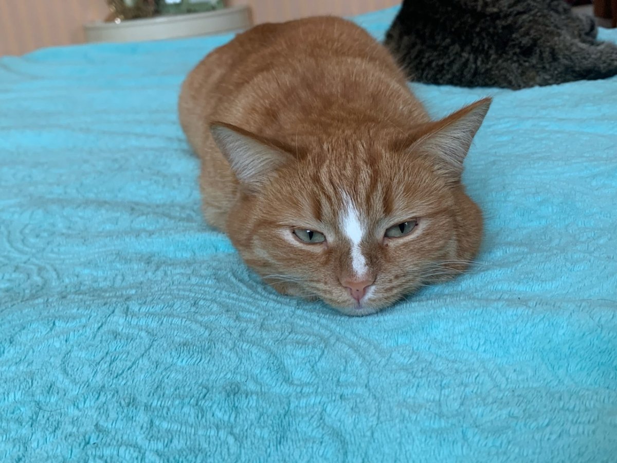 Мейн кун рыжий