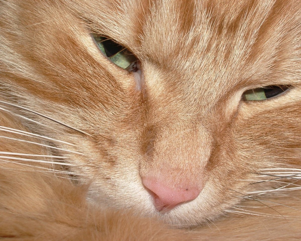 Рыжий кот Эстетика