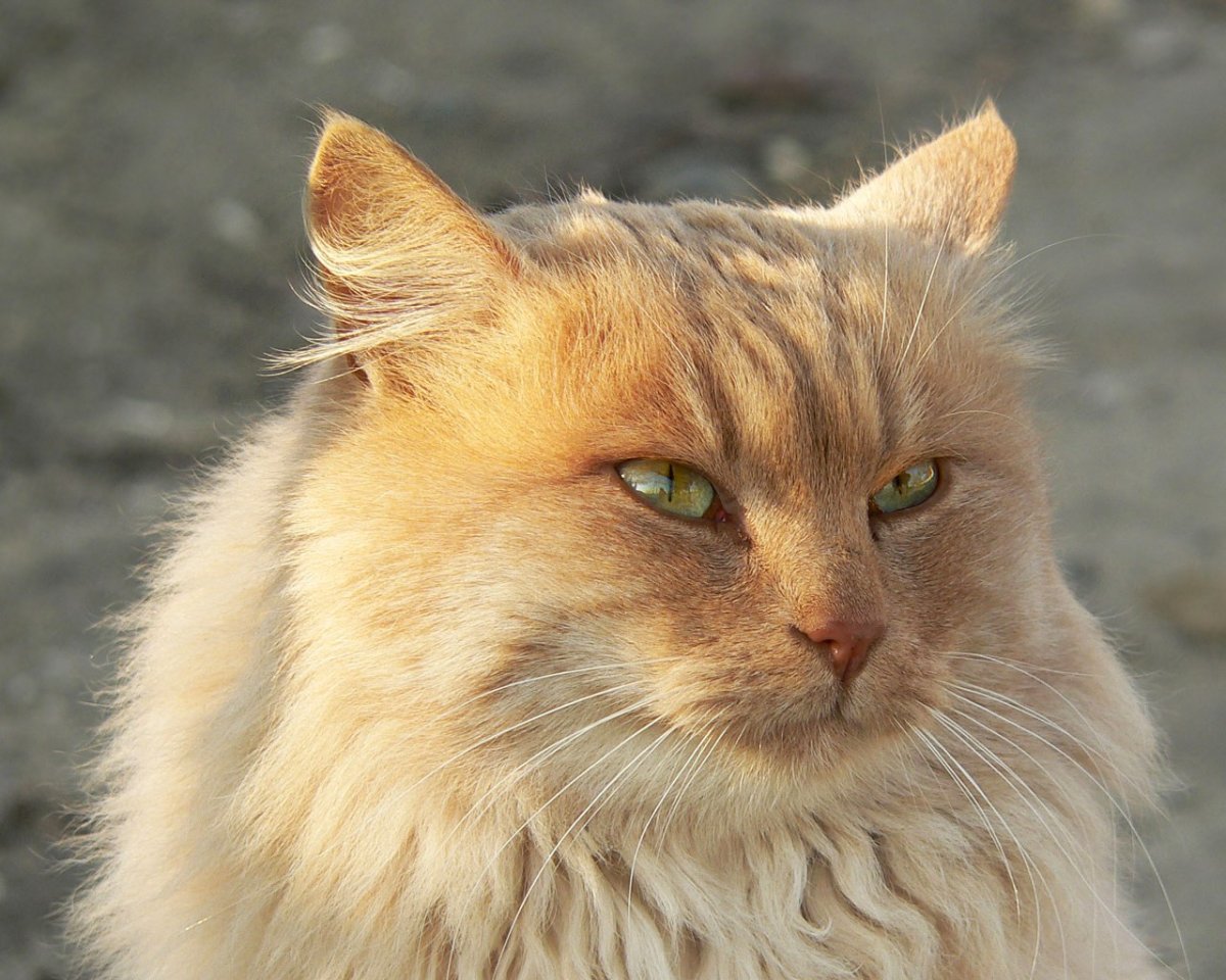 Рыжий кот с рыжими глазами