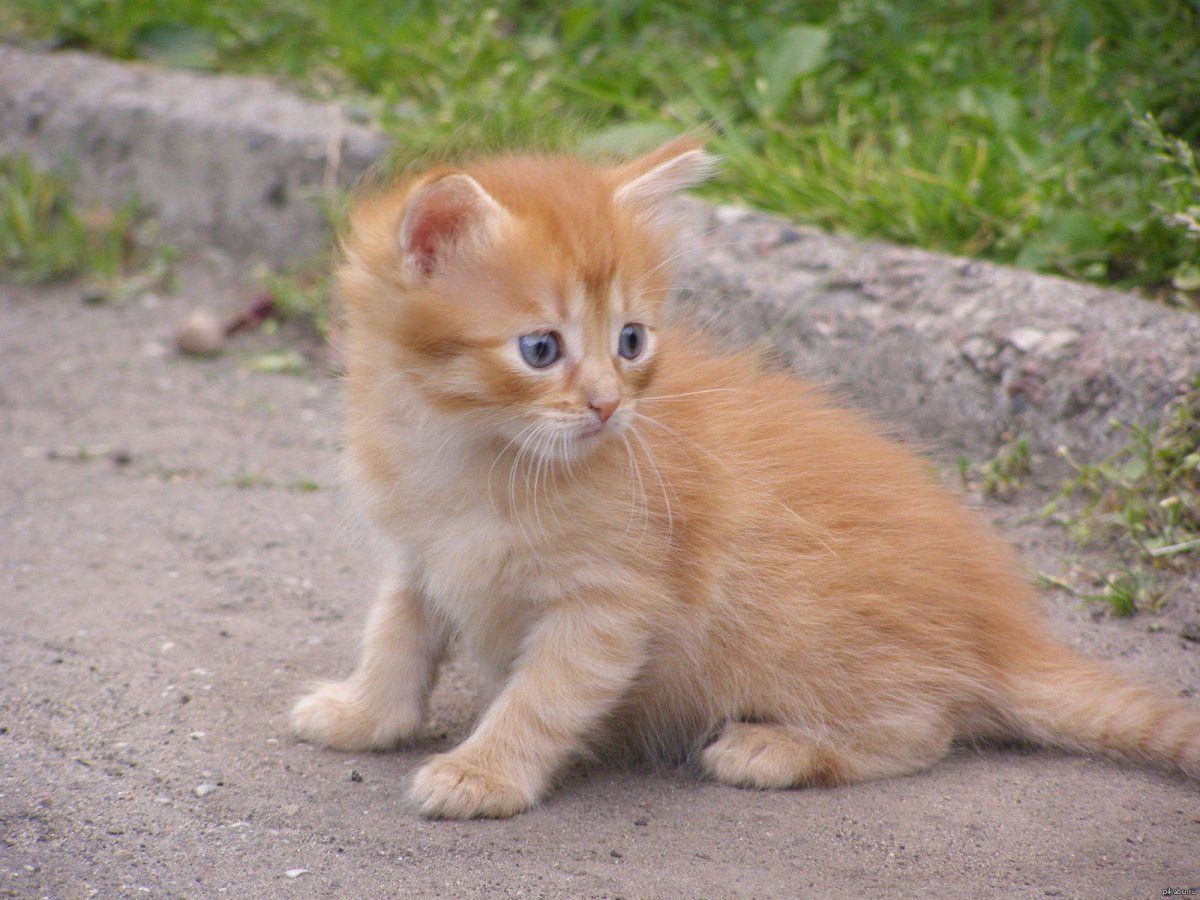 Домашние котята