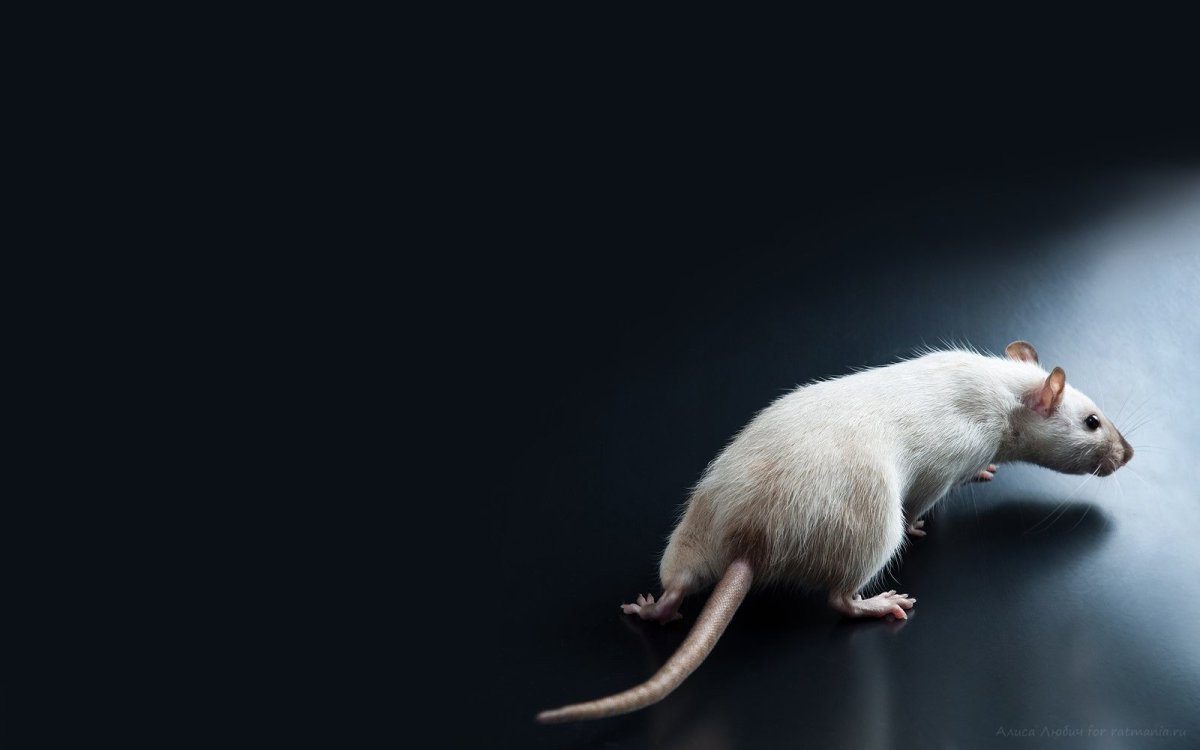 Белая крыса