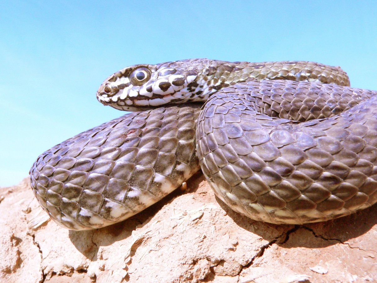 Гадюка, Гюрза, Эфа, Кобра