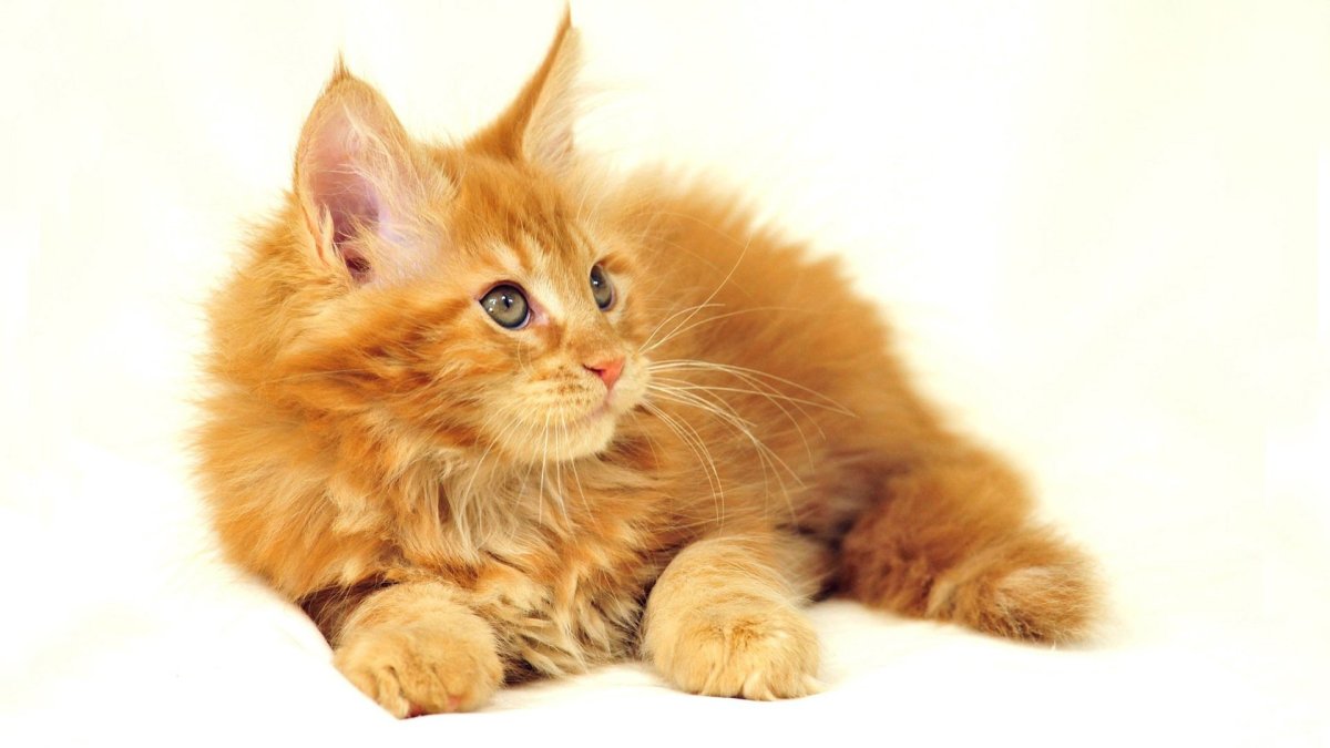 Светлый кот