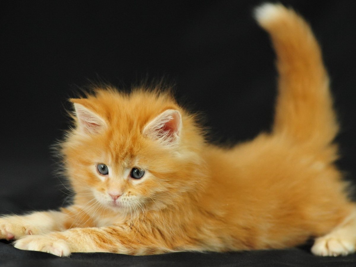 Рыжий кот с голубыми глазами