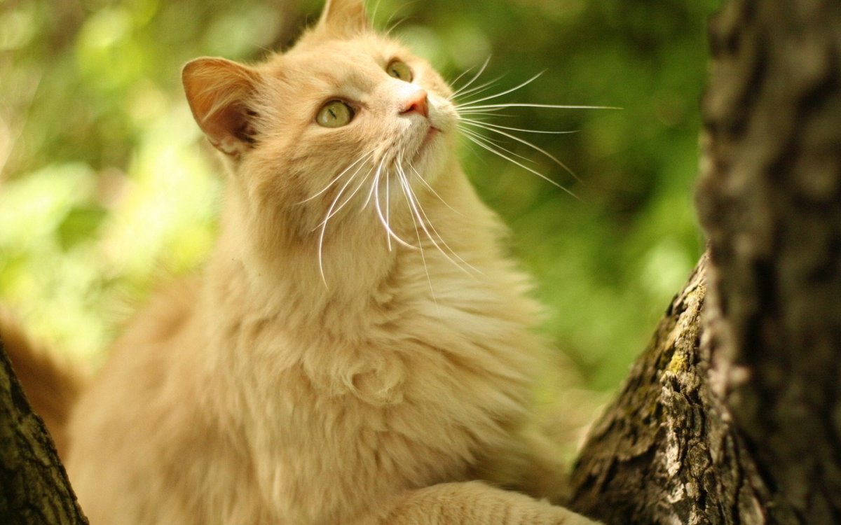 Рыжий котенок с зелеными глазами